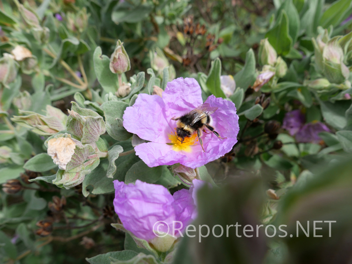Flor de Jara Blanca y Abejorro Flor de Jara Blanca y Abejorro