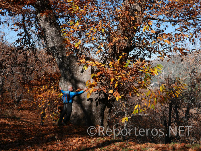 Abrazando a un gran ejemplar de castaño Abrazando a un gran ejemplar de castaño