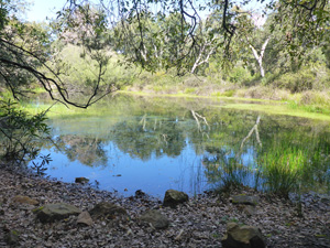 Parque Natural Los Alcornocales, zona este entre Málaga y Cádiz