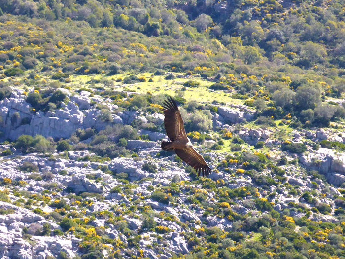 Buitre leonado en pleno vuelo Buitre leonado en pleno vuelo