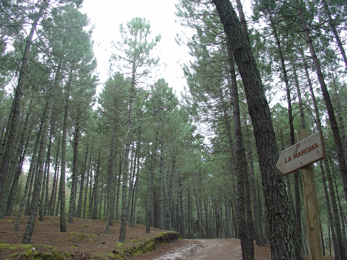 Camino de La Maroma Camino de La Maroma