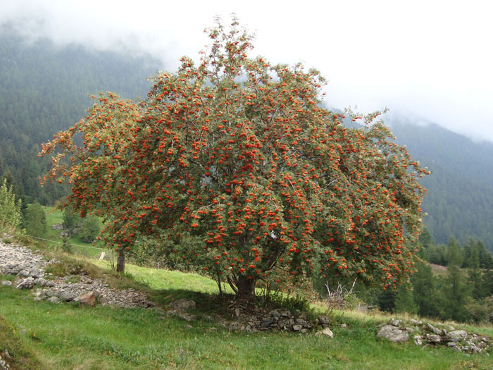 Árbol con frutos Árbol con frutos