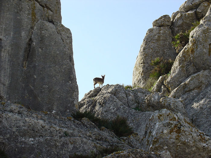 Cabra montesa Cabra montesa