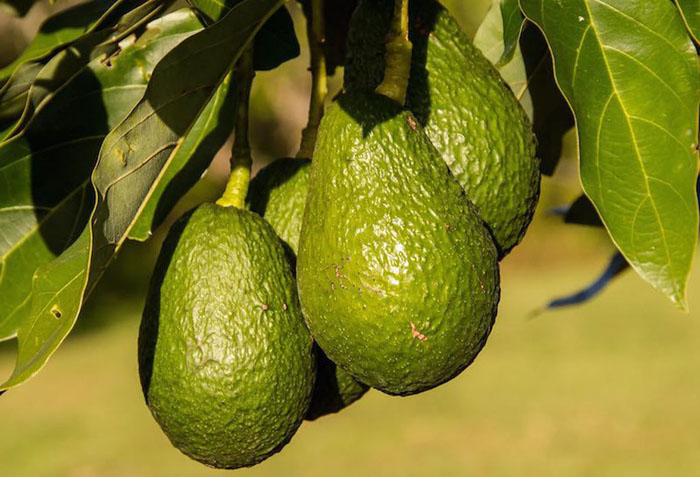El aguacate es uno de los productos estrella El aguacate es uno de los productos estrella