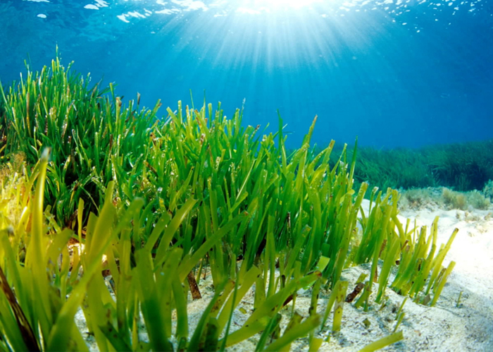 Aspecto de la pradera de poseidonea oceánica Aspecto de la pradera de poseidonea oceánica
