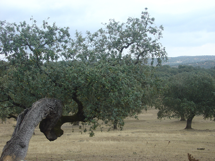 La Dehesa es el paisaje típico en esta primera mitad La Dehesa es el paisaje típico en esta primera mitad