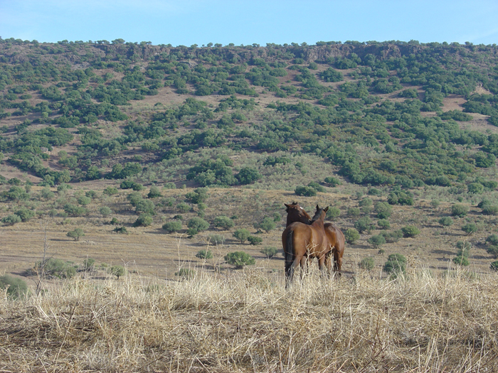 Caballos Caballos