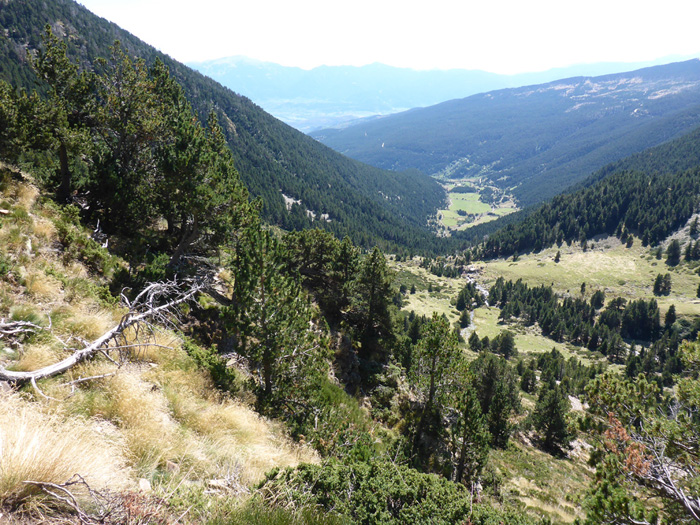 Bosque de Corniols Bosque de Corniols