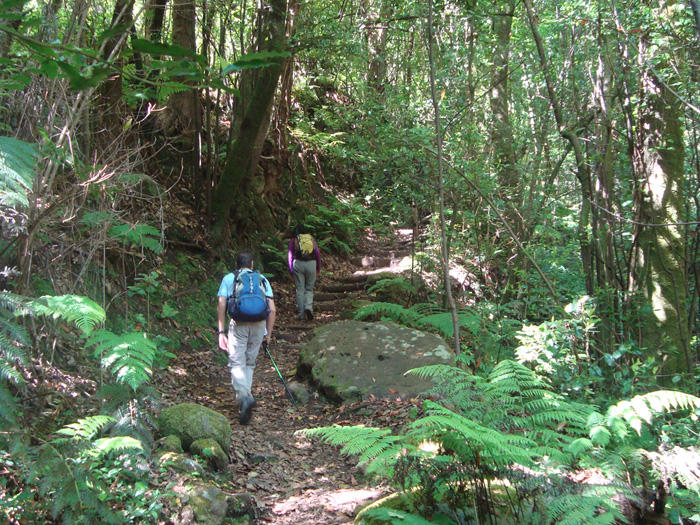 Sendero a través del bosque Sendero a través del bosque