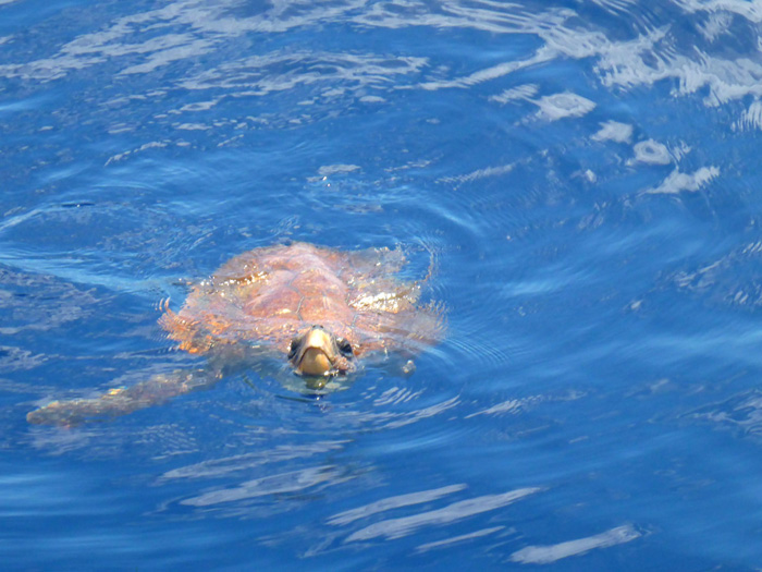 Tortuga Boba Tortuga Boba