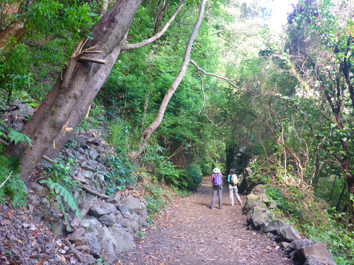 Comienzo del sendero de Los Tilos Comienzo del sendero de Los Tilos