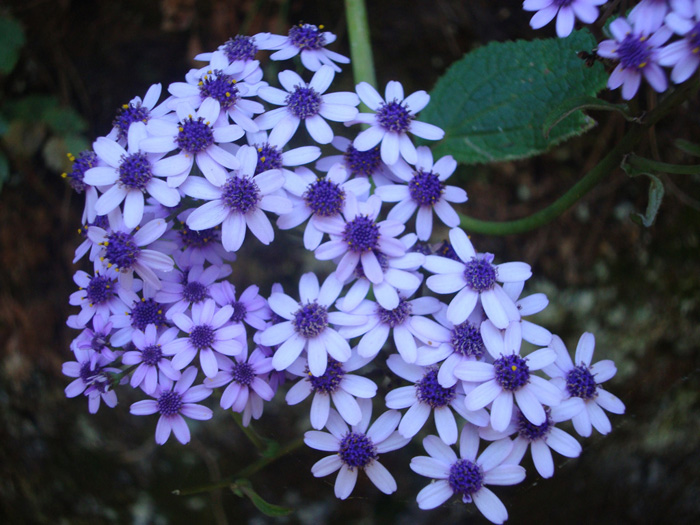 Flores Flores