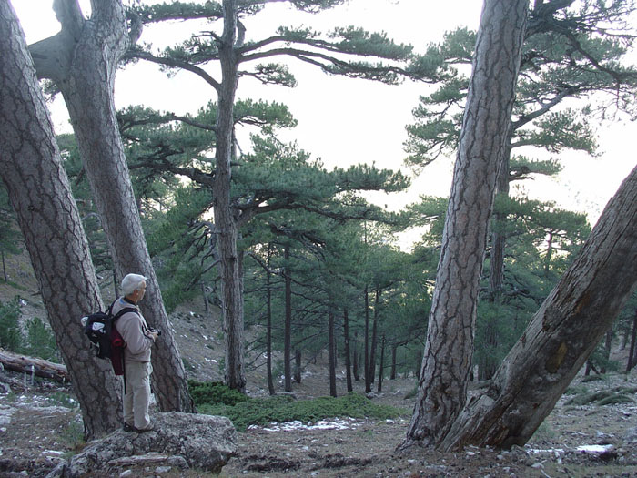 Bosque Vertical Bosque Vertical