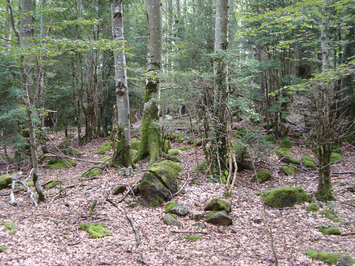 Bosque en Pineta Bosque en Pineta