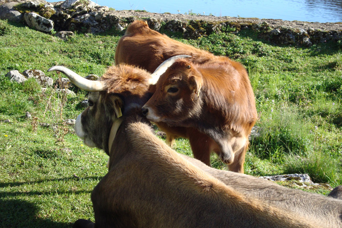 Vacas Vacas