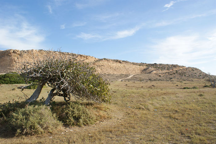 Árbol solitario Árbol solitario