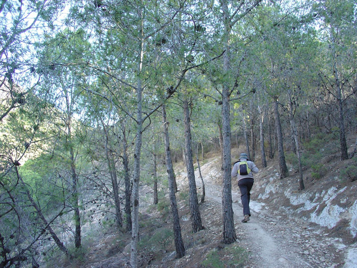 Bosque de pino Bosque de pino