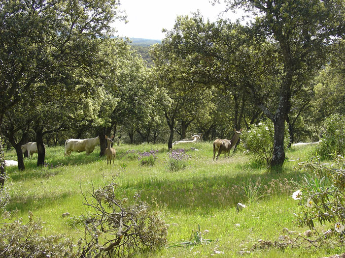 Ciervas entre las vacas Ciervas entre las vacas