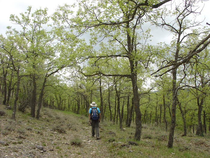Bosque de robles Bosque de robles