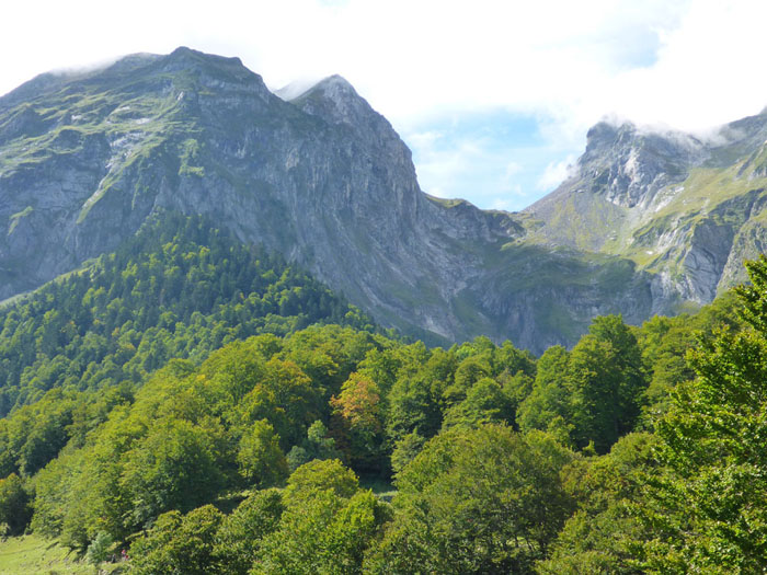 Bosque y montaña Bosque y montaña