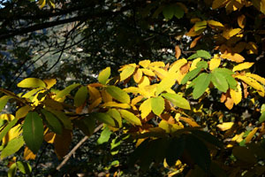 Los colores del otoño, bajo Valle del Genal