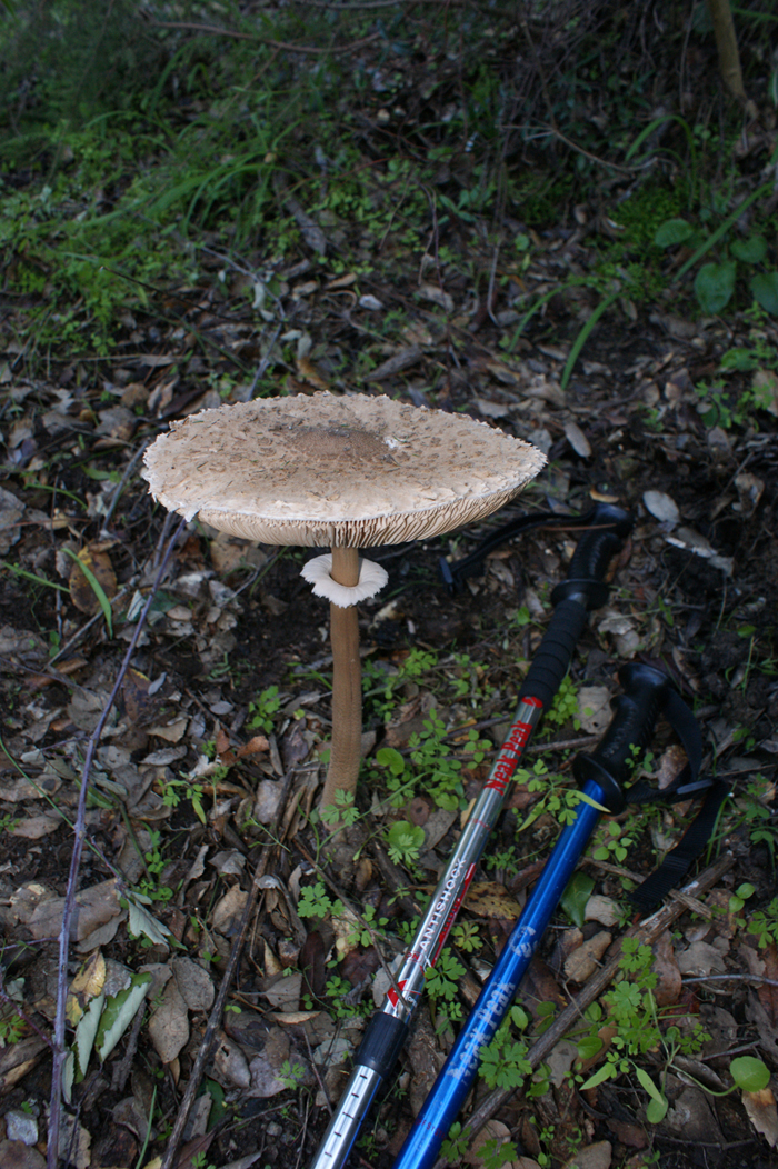 Gran ejemplar de seta conocida como parasol Gran ejemplar de seta conocida como parasol