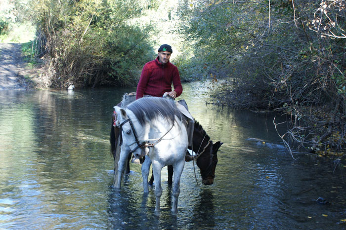 Jinete y caballos cruzando el río Genal Jinete y caballos cruzando el río Genal