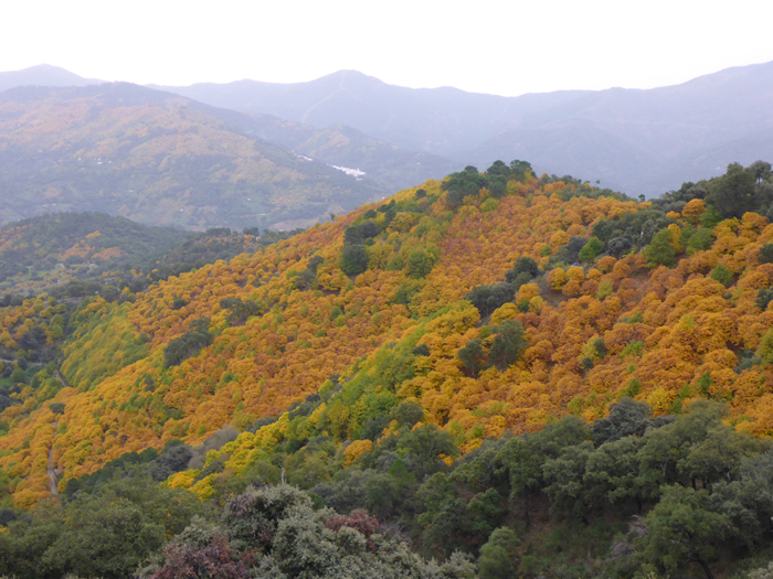 Jubrique y Valle del Genal