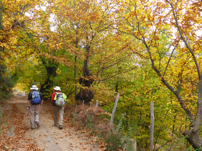 Sendero entre castaños Sendero entre castaños