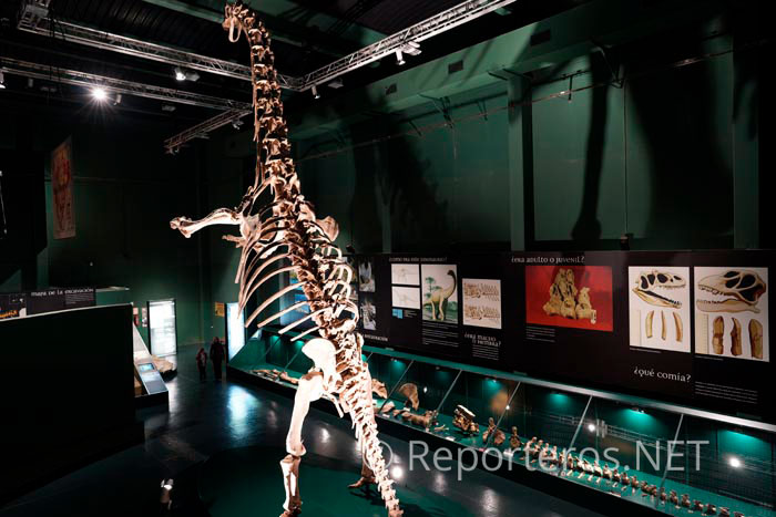 Maqueta del dinosaurio encontrado en este pueblo Maqueta del dinosaurio encontrado en este pueblo