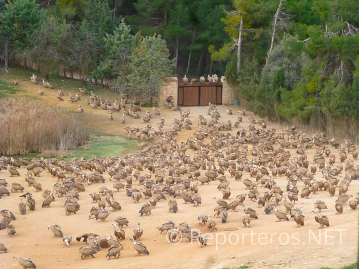 Experiencia con buitres en Mas de Buñol Experiencia con buitres en Mas de Buñol