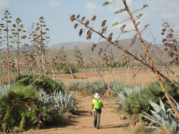 Sendero de Genoveses con la vegetación característica Sendero de Genoveses con la vegetación característica