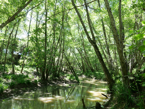 Jimena y Castellar de La Frontera
