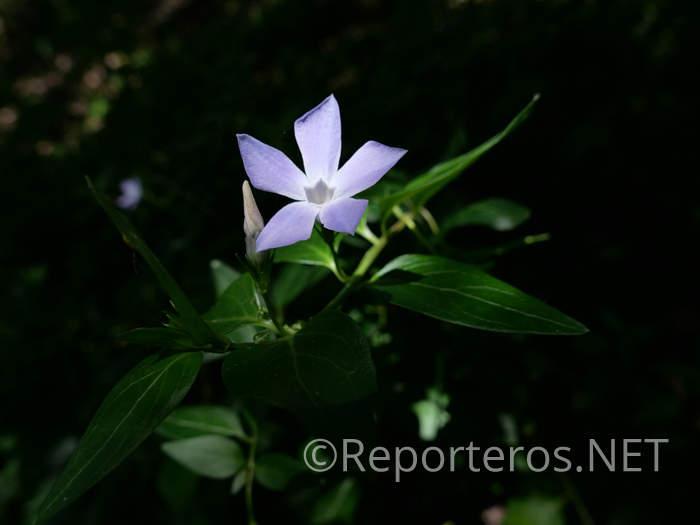 Ejemplar de Vinca Minor Ejemplar de Vinca Minor