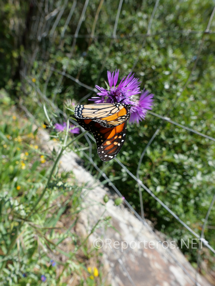 Mariposa Monarca Mariposa Monarca