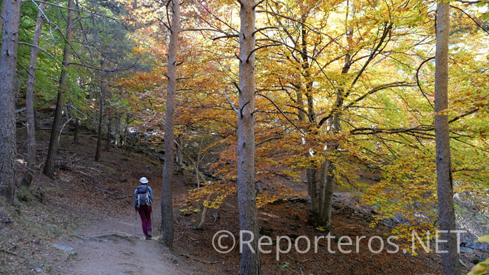 Los bosques de hayas y su armonía visual Los bosques de hayas y su armonía visual