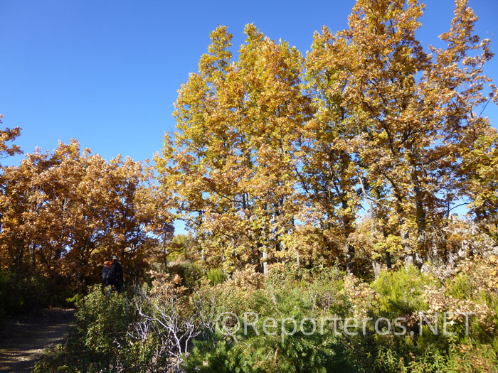 Robledal en otoño Robledal en otoño
