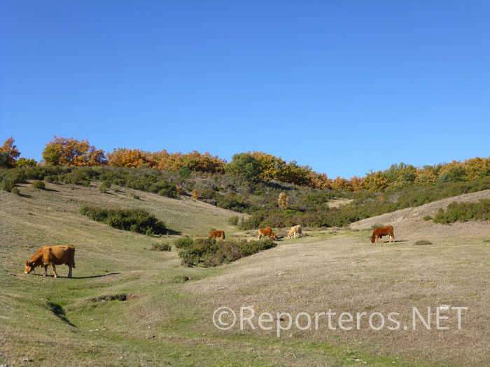 Vacas pastando al inicio del Sendero del Robledal Vacas pastando al inicio del Sendero del Robledal
