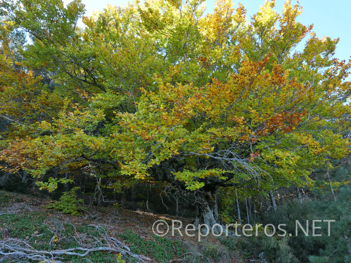 Primeras hayas del camino Primeras hayas del camino