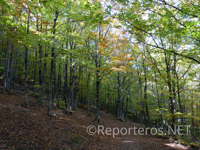 En lo profundo del bosque En lo profundo del bosque