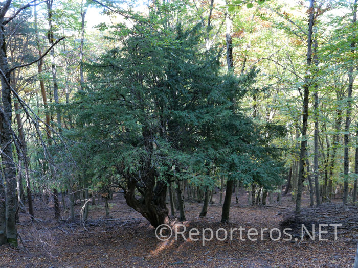 Ejemplar de tejo Ejemplar de tejo