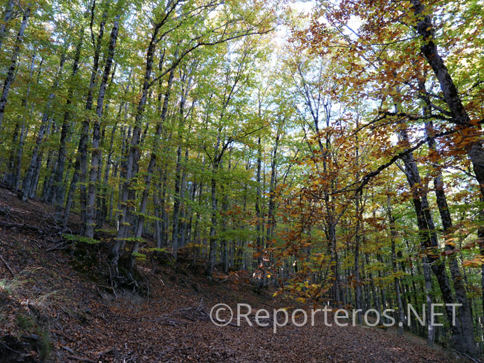 Bosque de hayas Bosque de hayas