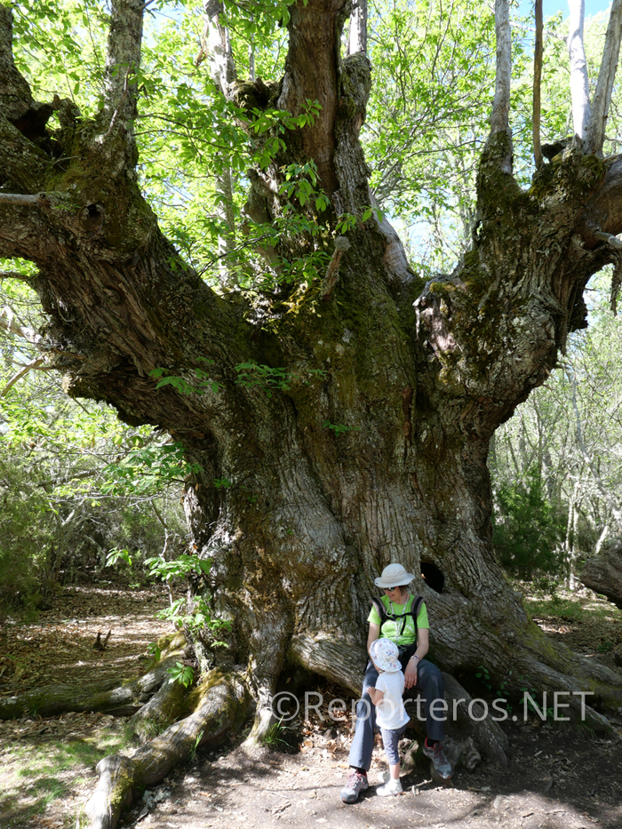 Un gran castaño con más de 300 años de edad Un gran castaño con más de 300 años de edad
