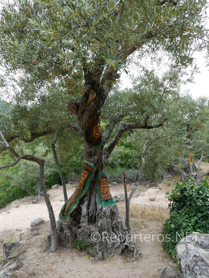 Olivos tallados y pintados Olivos tallados y pintados