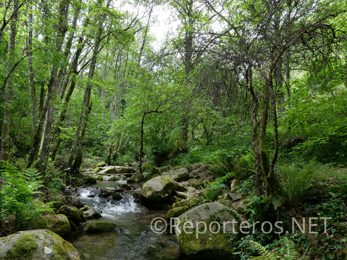 Volvemos a pasar el arroyo Milanos Volvemos a pasar el arroyo Milanos