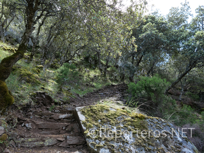 Bosque mediterráneo propio de Las Hurdes Bosque mediterráneo propio de Las Hurdes