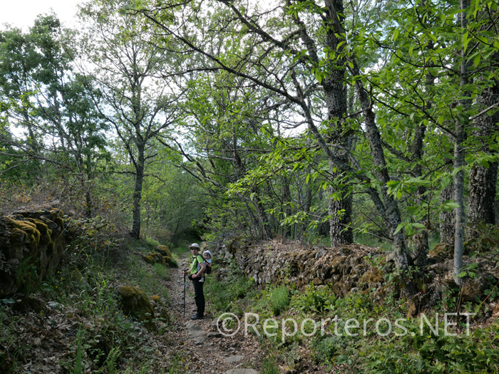 Los bosques de roble y castaño son muy característicos de la Sierra de Francia Los bosques de roble y castaño son muy característicos de la Sierra de Francia