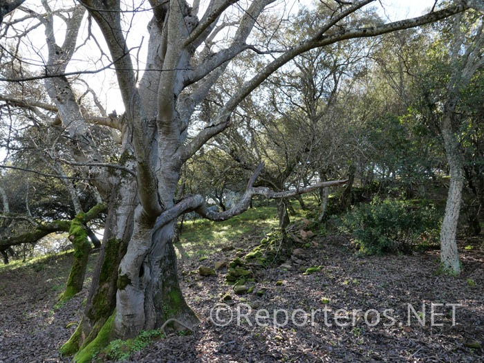 Almez de Monfragüe, árbol singular de Extremadura (2004) Almez de Monfragüe, árbol singular de Extremadura (2004)