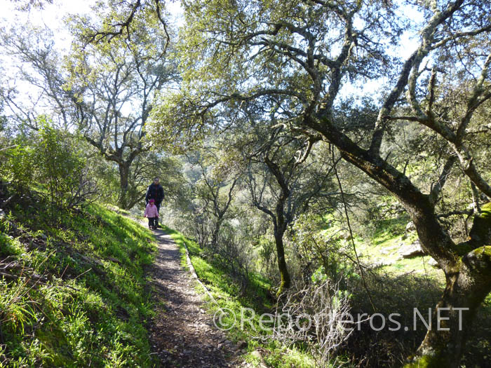 El sendero discurre por bosque mediterráneo El sendero discurre por bosque mediterráneo