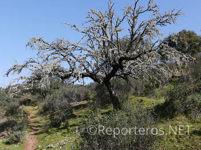 Un árbol repleto de líquenes Un árbol repleto de líquenes
